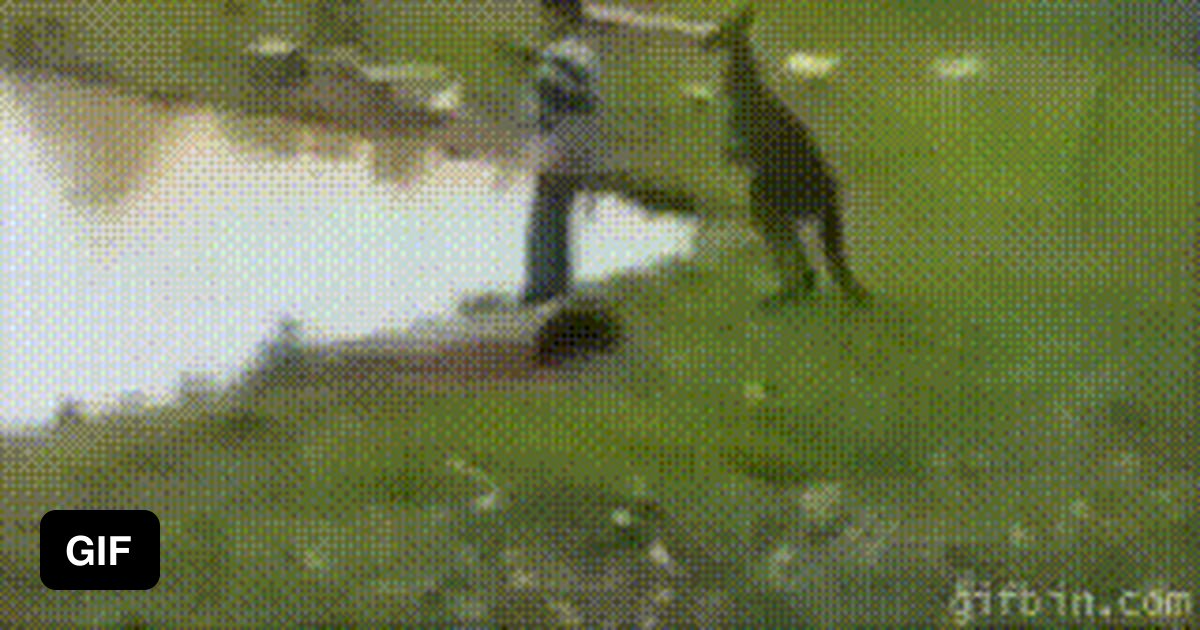 Kangaroo kicks kid into river 9GAG