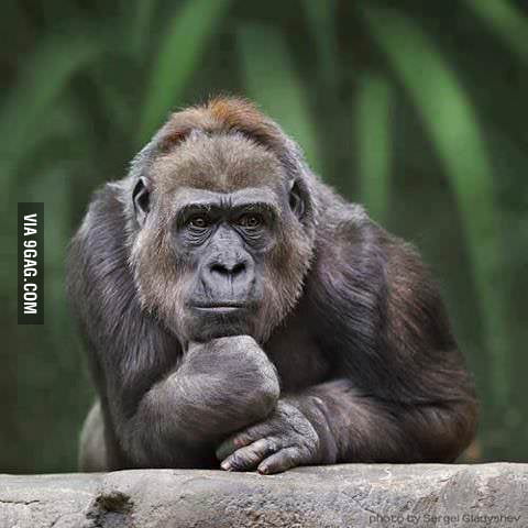 Ridiculously Photogenic Gorilla - 9gag