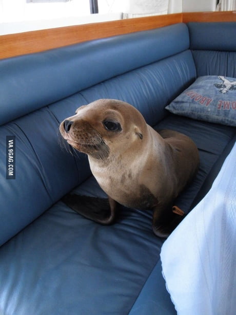 This Little Guy Jumped Onto Our Boat And Laid On The Couch 9gag