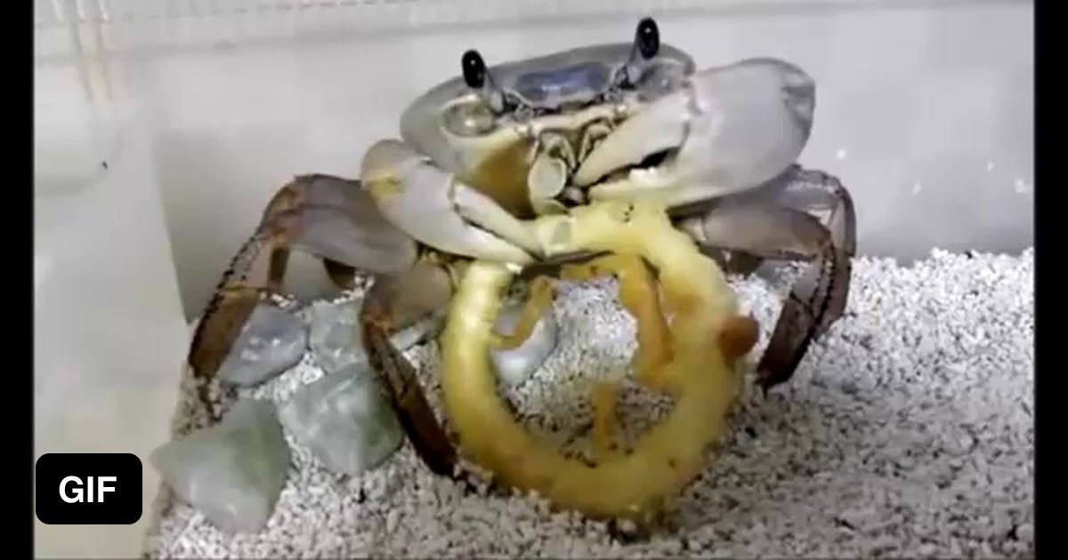 Pet crab eating onion ring. - 9GAG