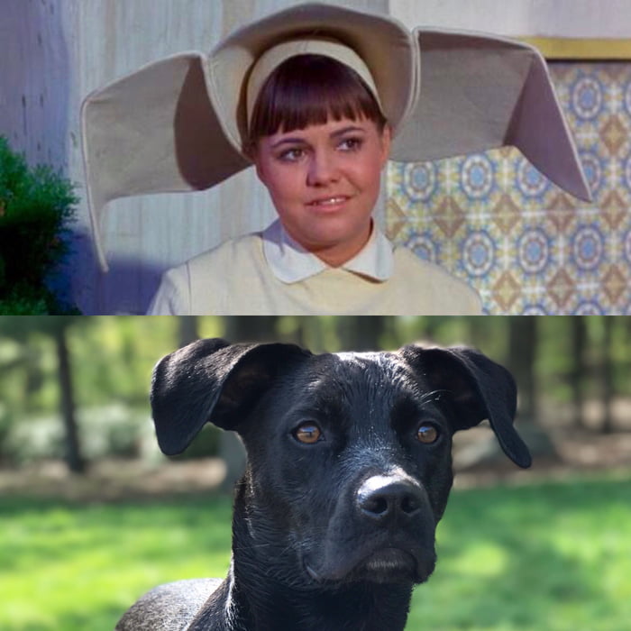 flying nun ears on dogs
