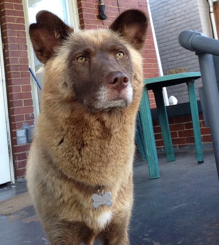 Rosie. My 2 year old Australian Shepherd/Siberian Husky mix. - 9GAG