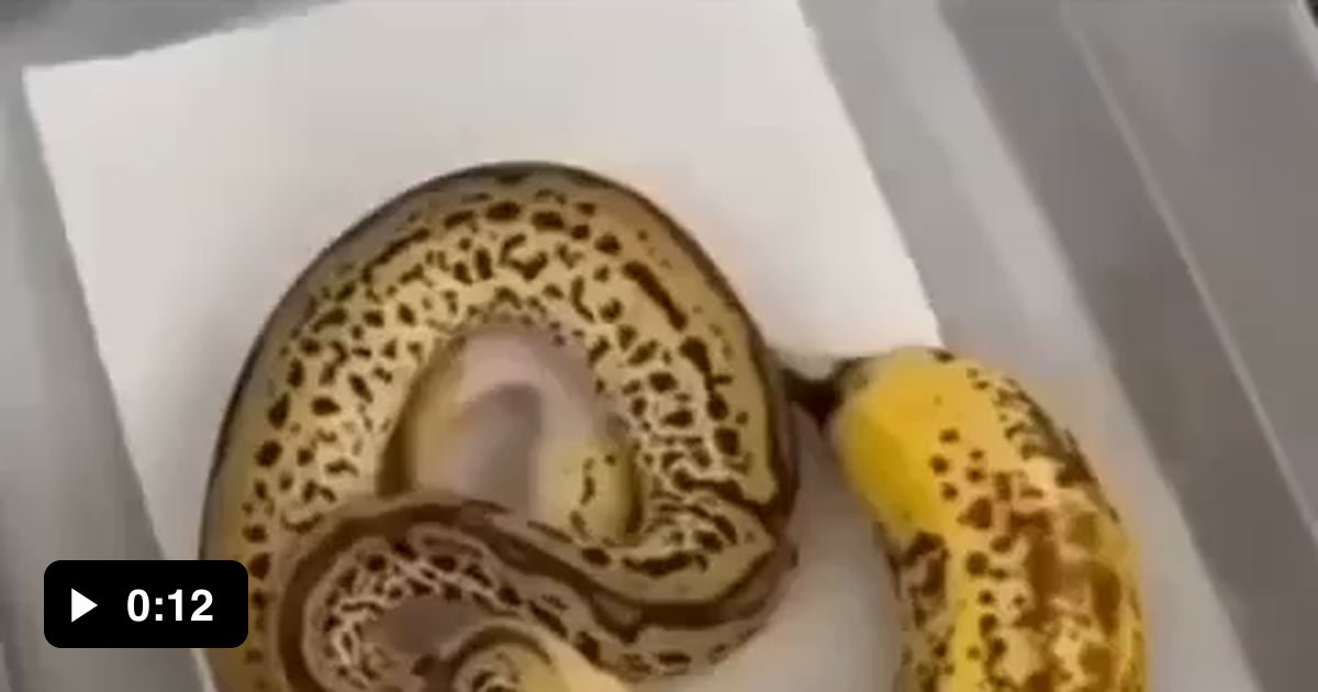 Banana-like Snake - 9GAG