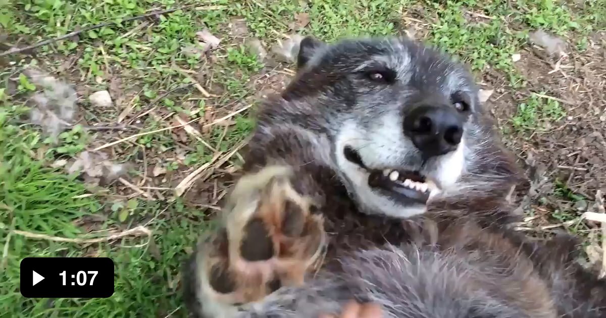 A very happy wolf - 9GAG