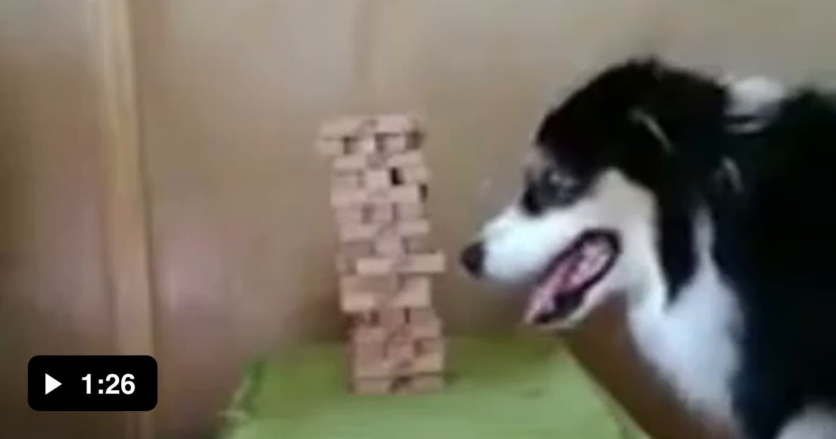 This dog playing Jenga 9GAG