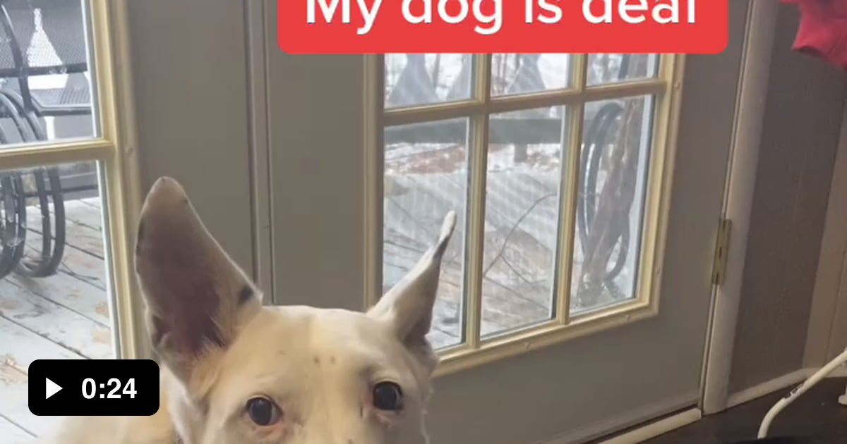 Deaf dog doesn't really know how to bark, since she's just seen other dogs) 9GAG