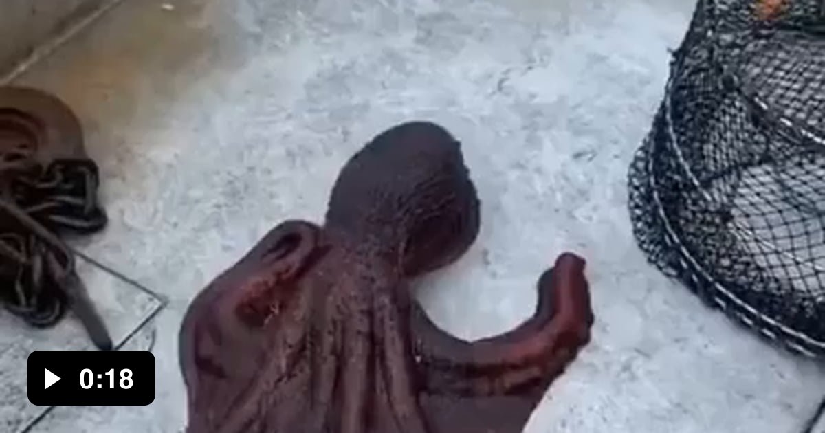 Octopuses are the creatures with the most flexible appendages in nature ...