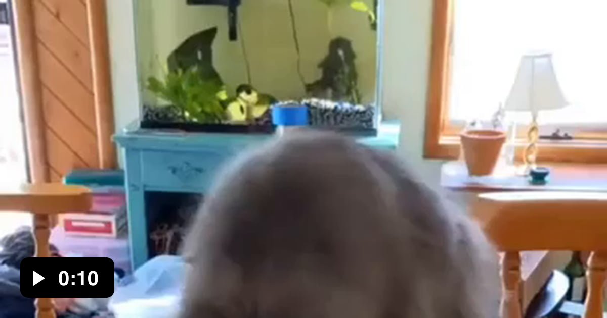 Cat vs a whole table 9GAG