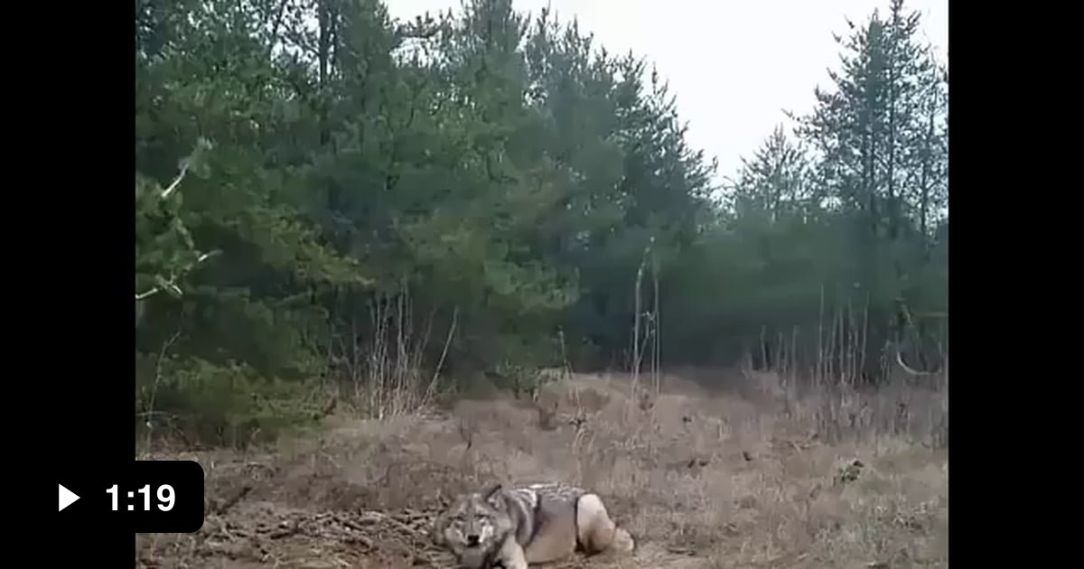 Brave man saves a trapped wolf. - 9GAG
