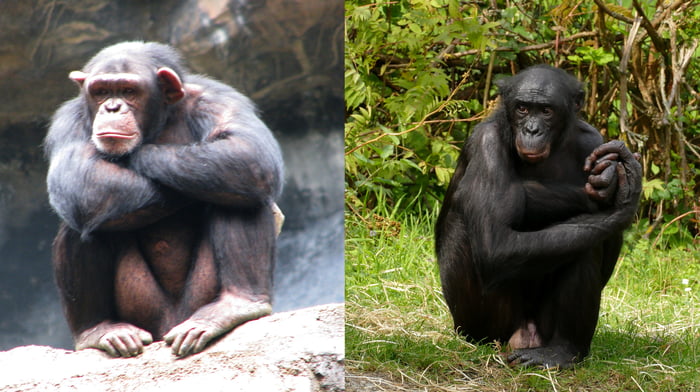 The picture Wikipedia uses to show the difference between chimpanzees