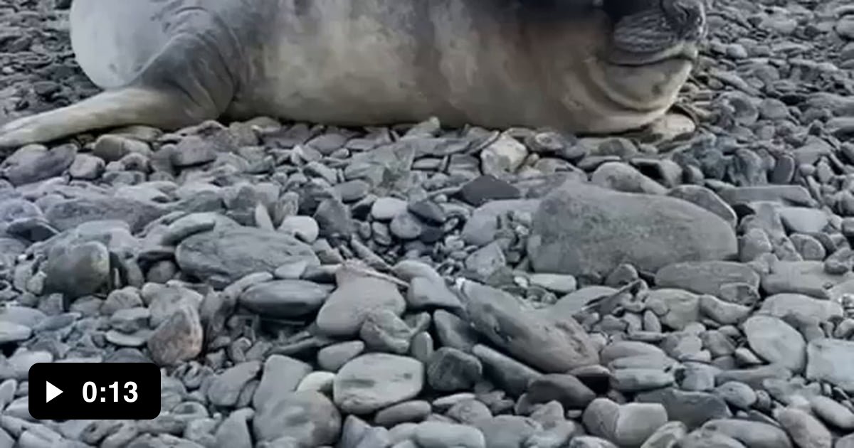 Have a elephant seal sneezing compilation 9GAG