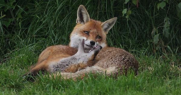 Buff fox deep in thought. - 9GAG