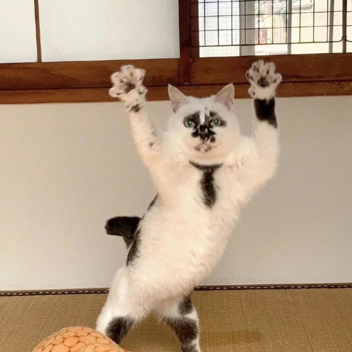 Arrested for stealing cat food. - 9GAG