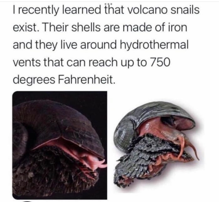 A Volcano Snail Gag