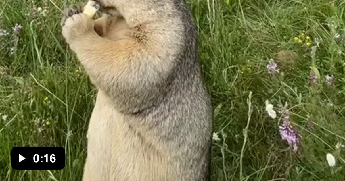 Groundhog eats cookie. - 9GAG