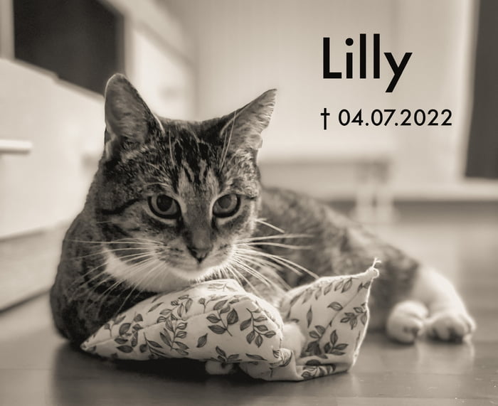 Had to put down my cat yesterday. It feels like my heart is going to