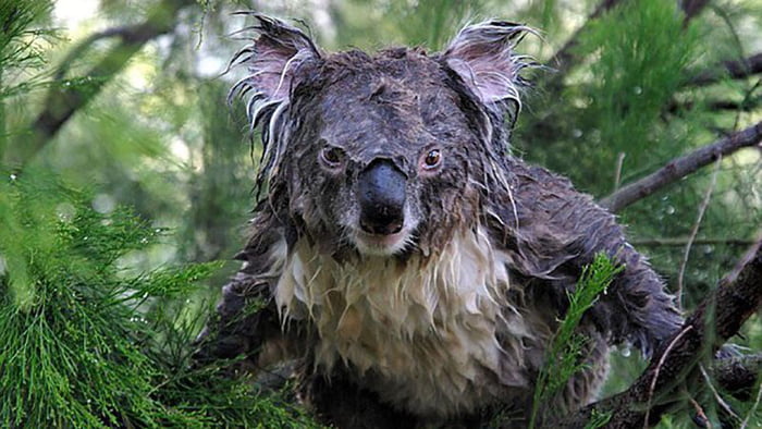 Wet Koalas: Find Out What It Means (See Photos)