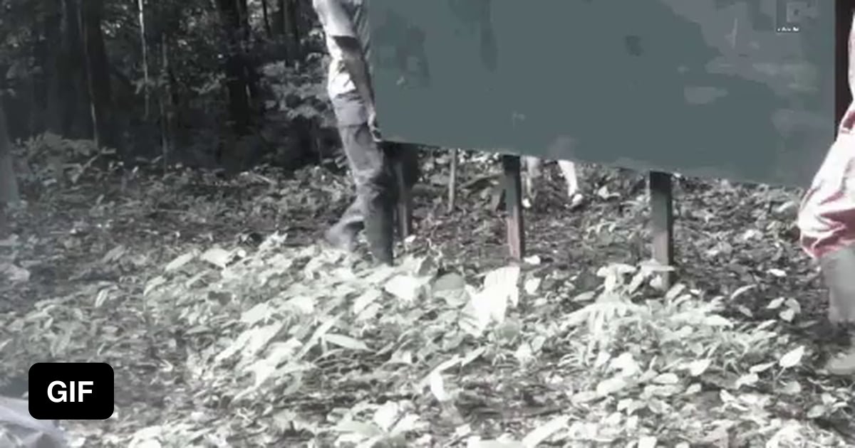 Researchers Put Up a Mirror in the Jungle 9GAG