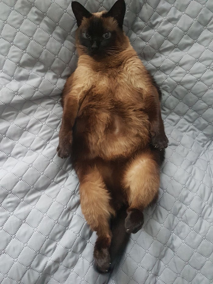 My Fat Cat Being Sexy As Hell 9gag