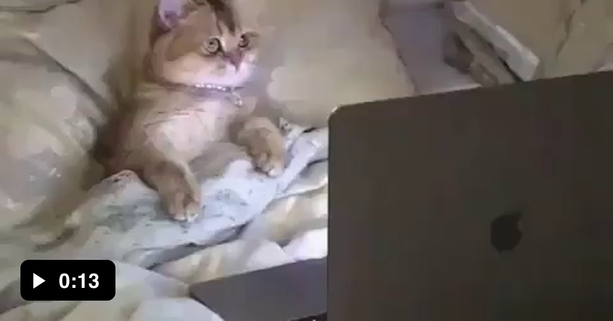 This cat has a better life than me - 9GAG