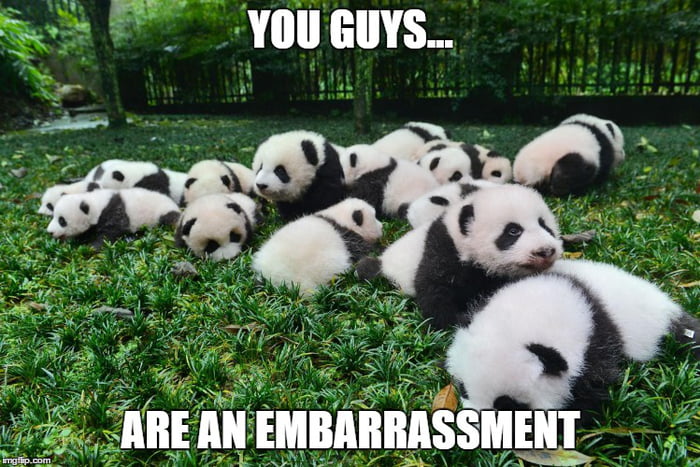 What is a group of pandas called? The embarrassing reality