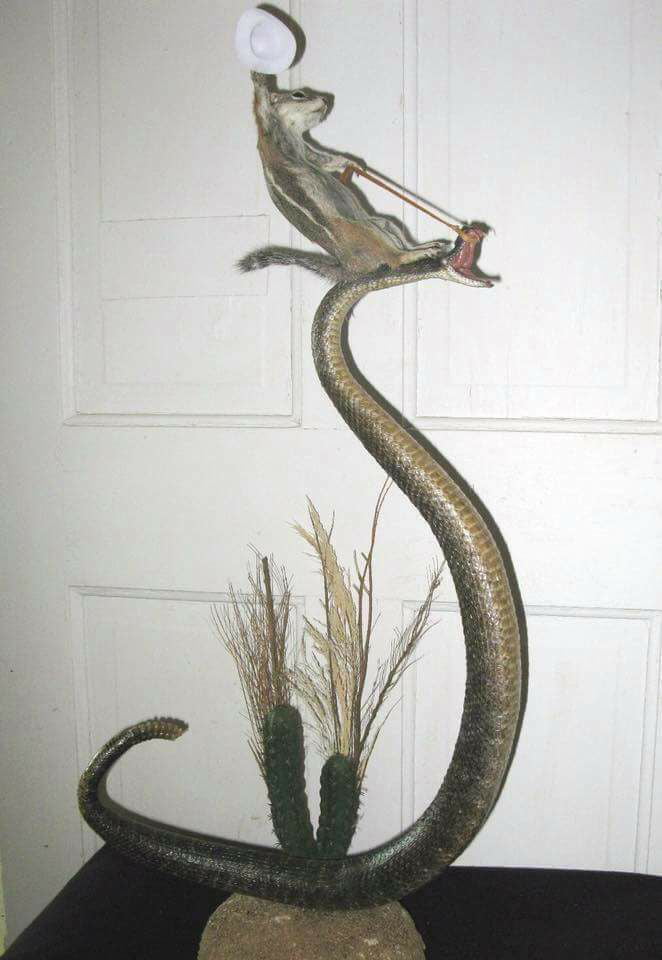 Squirrel Riding Snake? 9GAG