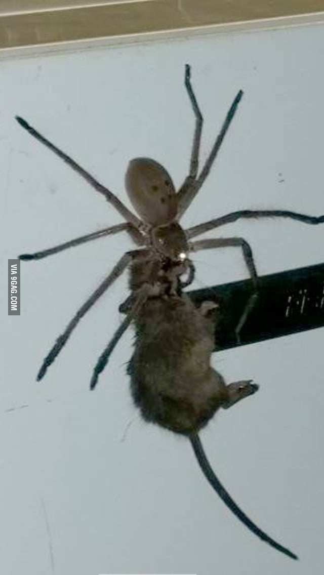 Yes, that is a spider carrying a mouse. Yes, it is in Australia. - 9GAG