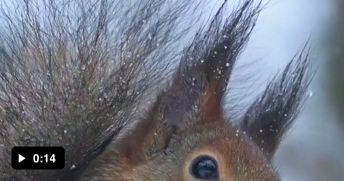 Squirrel squeaking 9GAG