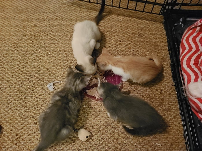 New arrivals Nimbus and Dust Devil enjoy a meal with their new