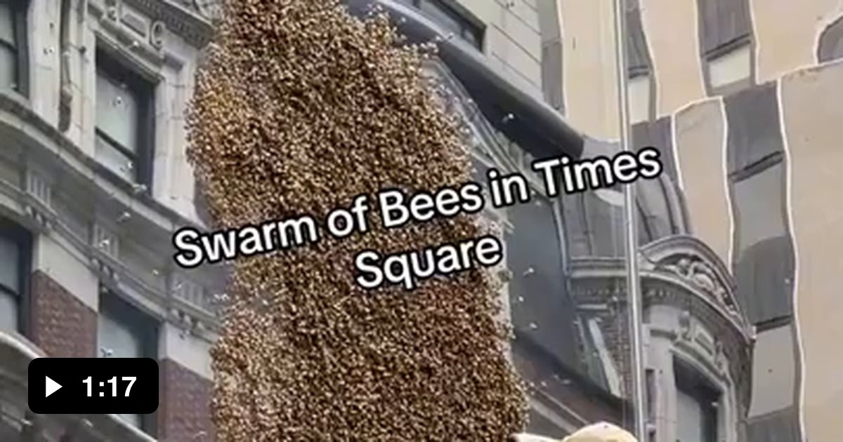 Bees at NYC 9GAG