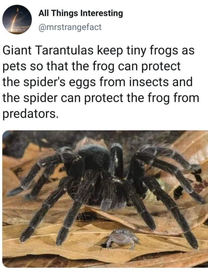 Giant tarantulas keep tiny frogs as pets 9GAG