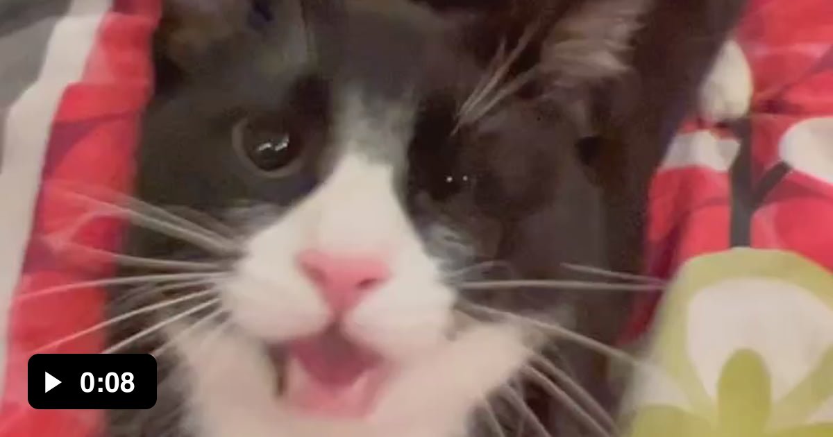 Happy cat - 9GAG