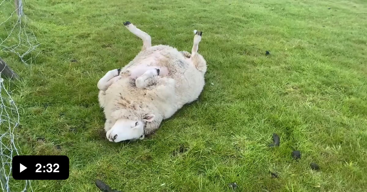 Just in case you come across an upside down sheep 9gag