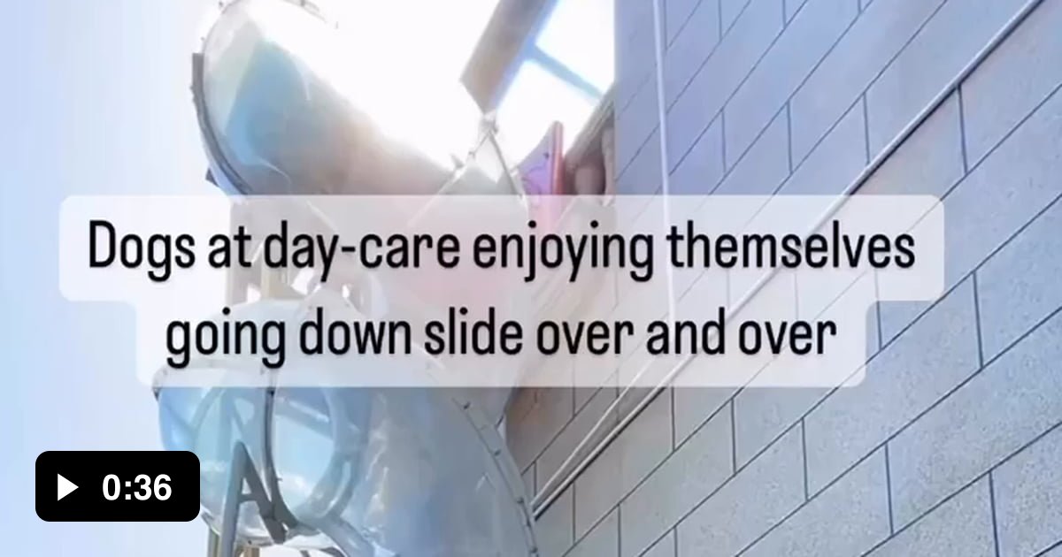 Dogs at daycare going down the slide 9GAG