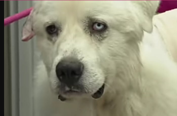 Farm herd Casper, who faced off 11 coyotes and killed 8 of them. He was