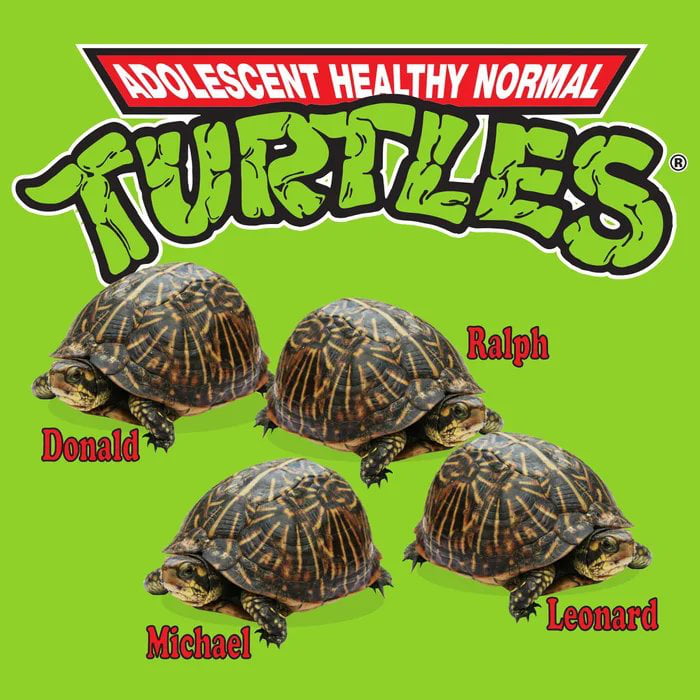 I like turtles - 9GAG
