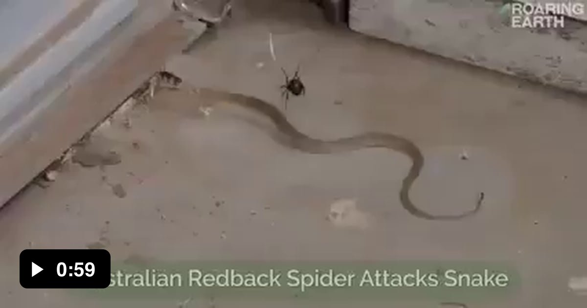The Australian redback spider, which can trap and eat snakes more than