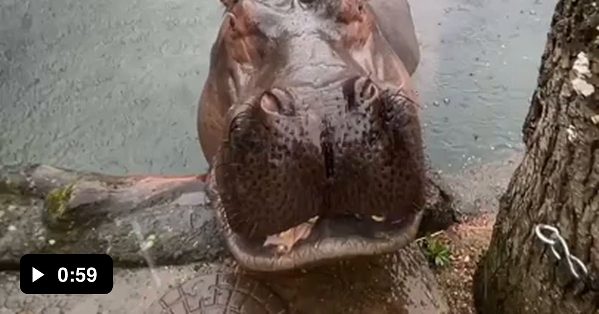 Inside a hippos mouth - 9GAG