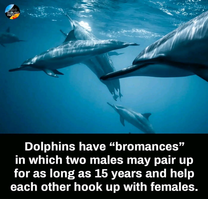 Maybe Flipper just wasn't good with the ladies - 9GAG