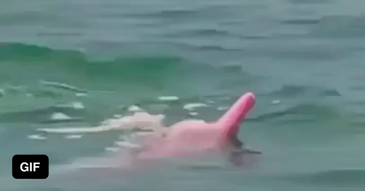 Pink dolphins! 9GAG