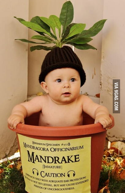 Baby Mandragora - 9GAG