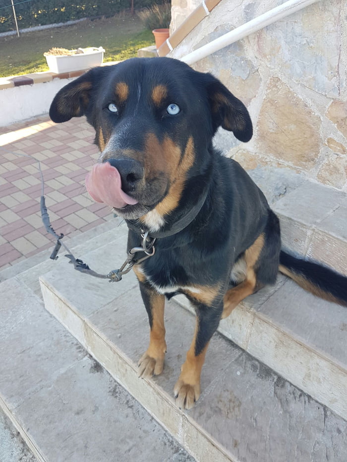 half doberman half husky