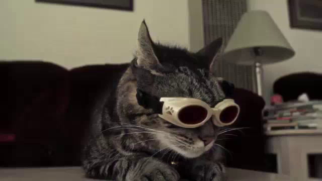 Cyclops cat - 9GAG