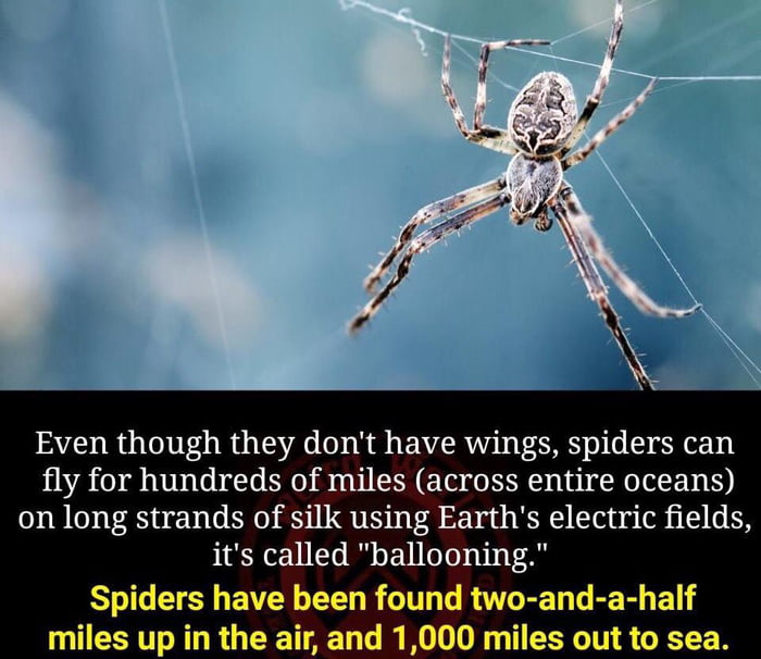 Spiders can fly across entire oceans. 9GAG