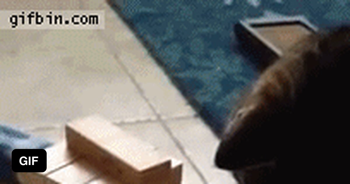 Cat playing Jenga 9GAG