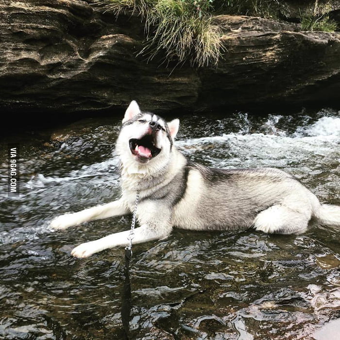 My Husky loves water, the look on his face says it all! He loves life ...