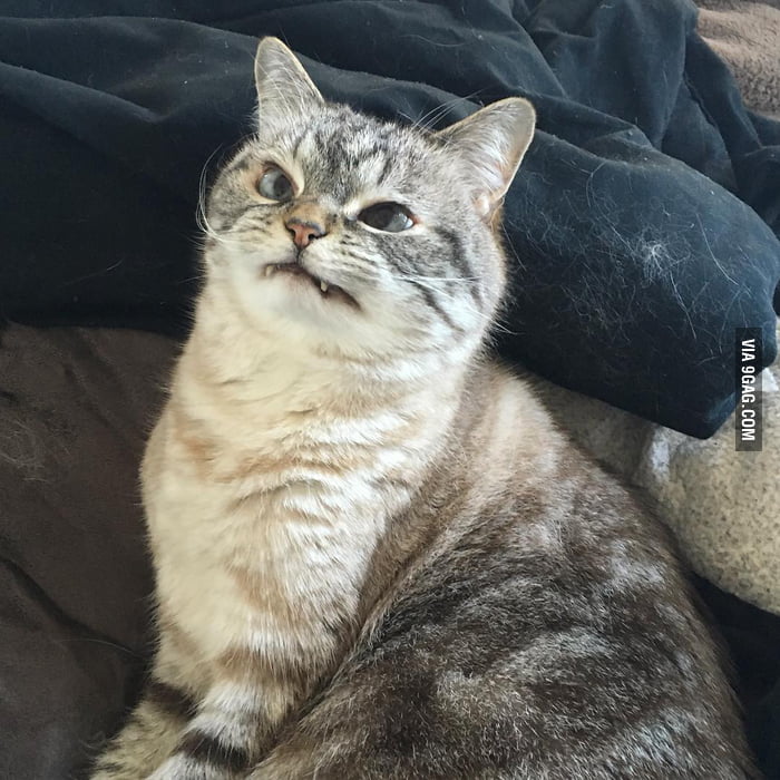 When you pay attention to the dog for a second. - 9GAG