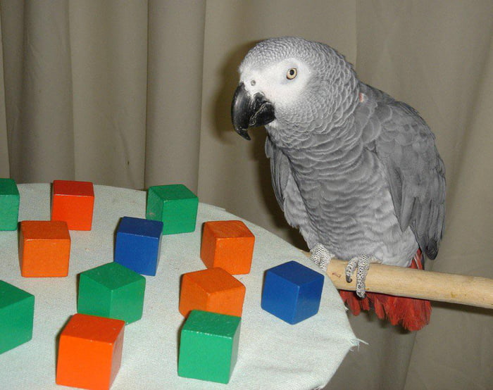 Alex the african grey parrot was the first and currently only animal
