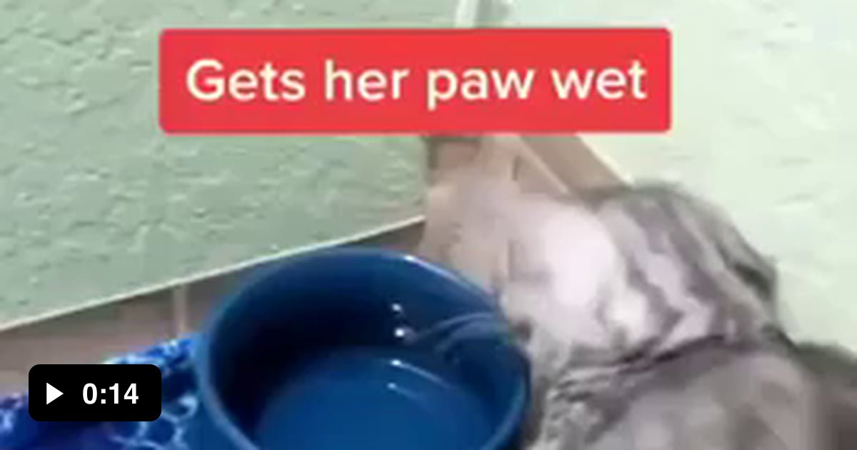 Cat + Water ≠ Happy 9GAG