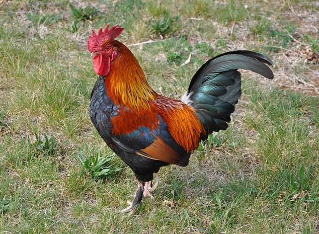 Steve The Rooster - 9gag